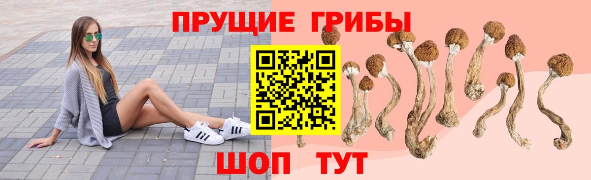 Псилоцибиновые грибы GOLDEN TEACHER Ленинск-Кузнецкий